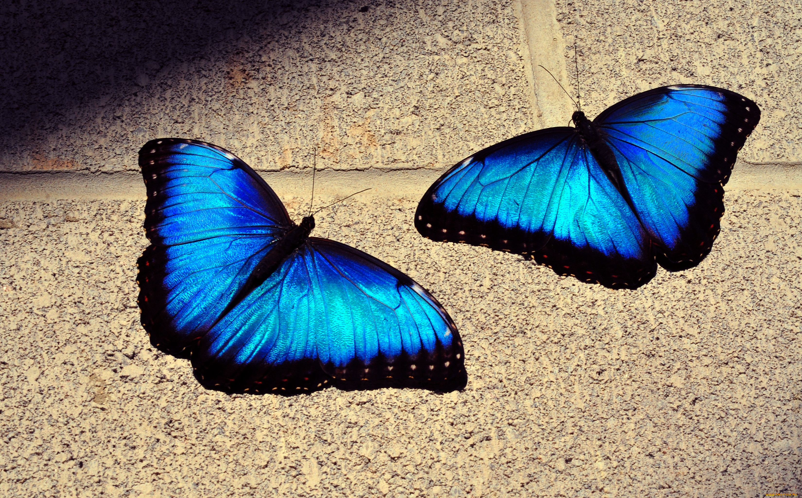 Голубая светящаяся бабочка
